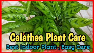 Calathea Plant Care ।। Indoor Plant Care Tips ।। [upl. by Ayarahs]