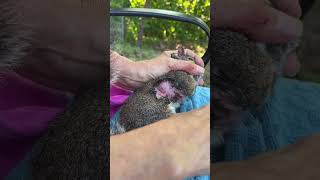 Botfly Removal from Squirrel [upl. by Amsa]