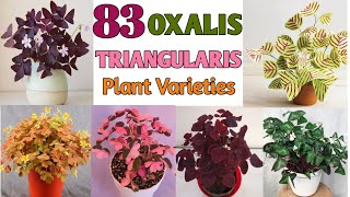 83 OXALIS TRIANGULARIS SPECIES  Oxalis Plant Varieties with Names  Plant and Planting [upl. by Pogue]