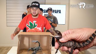 Whats In The Box Ft PELON FUERZA REGIDA Reptile Edition  Agushto Papa [upl. by Egwin]