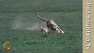 Cheetah 🐱 high speed Gazelle hunt  CLASSIC WILDLIFE [upl. by Ainad]