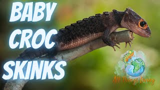 My Crocodile Skinks Wont Stop Breeding [upl. by Nevek]