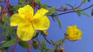 Bach Flower Remedies  Rock Rose [upl. by Ellocin]