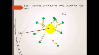 Formation des micelles [upl. by Eiuqnom489]