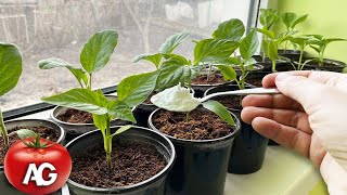 One teaspoon for seedlings after transplantation and the seedlings are strengthened right before you [upl. by Jemine]