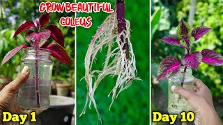 How to Grow Coleus Plant from Cutting in Water  Coleus Propagation technique  Gardening [upl. by Asined]