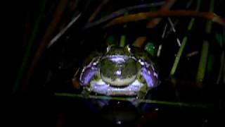 Barking Treefrog Hyla gratiosa calling [upl. by Baoj]