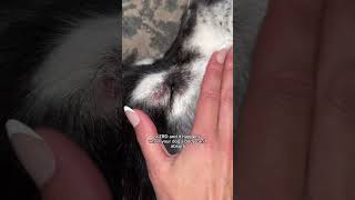 Zinc responsive dermatosis in huskies and sled dogs husky huskies [upl. by Maude]