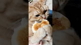 Cutest cat ever eats cake asmr adorable funnycat [upl. by Eeliak]