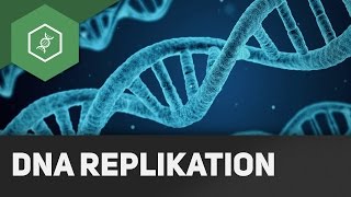 DNA Replikation  Wie funktionierts [upl. by Merriman585]