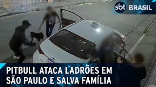 Pitbull salva família de assalto em São Paulo  SBT Brasil 161124 [upl. by Ynoyrb]