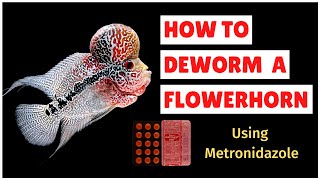 How to Deworm a Flowerhorn Fish using Metronidazole  How to treat Hexamita in Flowerhorn [upl. by Weinman125]