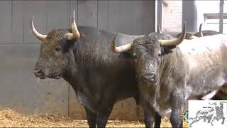 32 de San Isidro sorteo de los toros de Adolfo martin [upl. by Vonny]