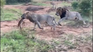 male lions fighting over calf wildebeest kill video [upl. by Robma730]