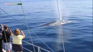 Curious Blue Whales Watch Whale Watching Passengers Off Dana Point [upl. by Asiul]