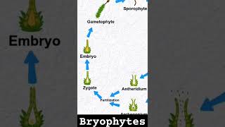 bryophytes bryophyta bryophyllum ncertbiology class11biology neet neetbiology neetmotivation [upl. by Shoifet432]