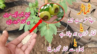 Best fertilizer for tomato plants  Use one time and get heavy fruiting on tomato plants [upl. by Flossi]