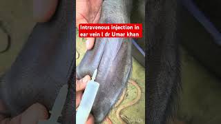 Intravenous injection in ear vein l dr Umar khan [upl. by Ilrebmyk750]