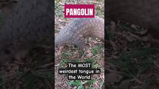 Pangolins WEIRD Tongue Fact Will Leave You Speechless [upl. by Brenan32]