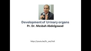 Development of urinary organs [upl. by Silva]