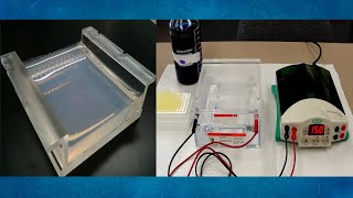 Electroforesis de ADN en geles de agarosa paso a paso [upl. by Hortensia244]