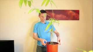 How to germinate and grow giant bamboo from seed [upl. by Elena]