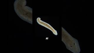 Planarian regeneration planaria sciencefacts science [upl. by Eseerehc]