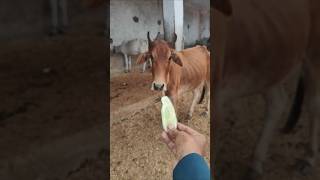 Jai gau mata 🚩🚩🚩 cow gaiyameri animals [upl. by Henrique]