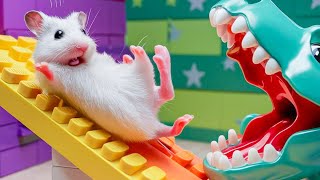 🐹 Hamster vs Pop It maze for pets 🐹 Escape in the Best Hamster Challenges 95 [upl. by Attenod]