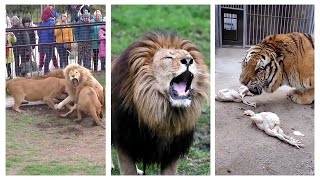 Lion VS Tiger  Tiger Vs Lion Comparison Hd 2022 Video  PITDOG tiktok 1 [upl. by Eelyme]