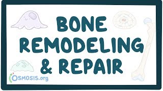 Bone remodeling and repair [upl. by Etnaled]