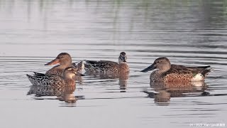 Northern Shoveler amp Garganey 20230123 in Malaysia Kedah Paddyfields [upl. by Frolick523]