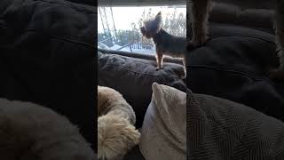 Yorkie Barking [upl. by Gus]