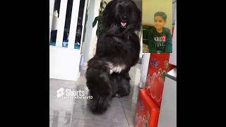 Afghan Hound Beautiful Breed viral ytshorts afghanhound shorts [upl. by Dora]