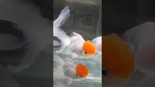 Red cap oranda Goldfish goldfish fish trending youtubeshorts viralvideo [upl. by Ungley608]