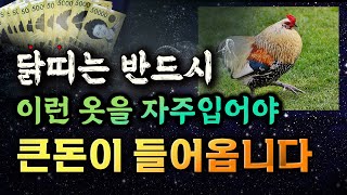 닭띠는 이런 옷을 자주 입으면 재물운이 크게 상승합니다  닭띠 운세 [upl. by Jecho634]