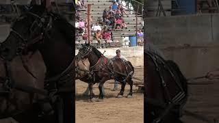 JawDropping Draft Horse Pulls horse horses [upl. by Ibby]