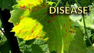 A Close Look at Downy and Powdery Mildew on Grapes [upl. by Ul]