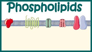 Phospholipids  Structure amp function  distribution and effect on cellular physiology [upl. by Liliane396]