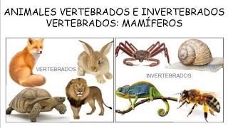 Animales vertebrados e invertebrados Mamíferos [upl. by Ayanet]