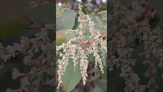 Knotweeds persicaria grass nature [upl. by Neerhtak]