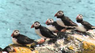 The Atlantic Puffin [upl. by Nonna]