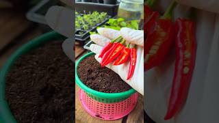 Grow Chilies in 7 Days  Easy Gardening Hack gardening chili nature [upl. by Aranahs]