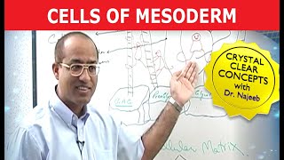 Cells of Mesoderm  Mesenchyme  Funny Clip 😄 [upl. by Roye294]