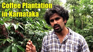 How Coffee is Grown  Coffee Cultivation  Hassan Coffee Plantation  Agriculture  Kannada Vlog [upl. by Braunstein560]