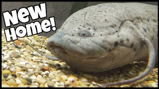 GIANT African Lungfish Moved to New SAFE Home [upl. by Windsor]