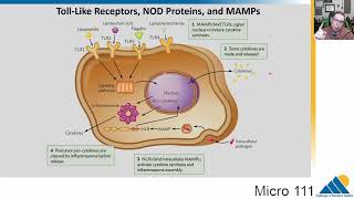 Micro 111 Ch1545 Phagocytosis Interferon Natural Killer Cells TollLike Receptors [upl. by Akenom936]