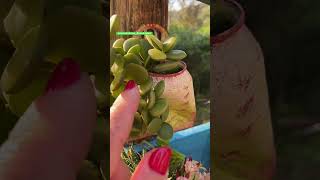 SUCULENTA PENDENTE Peperomia Hope shortsyoutube videos plantas suculentas houseplants flores [upl. by Anirtik]