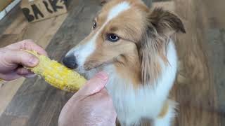 Dog Loves Corn on the Cob [upl. by Adnirak]