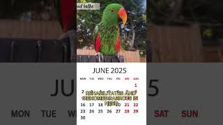 2025 Parrot Essentials Charity Calendar in Support of Busy Beaks Bird Rescue [upl. by Leroj]